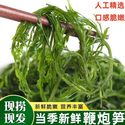 鞭炮笋长寿菜凉拌菜盐渍马尾藻火锅食材海麻辣烫炮仗笋海草鞭泡笋