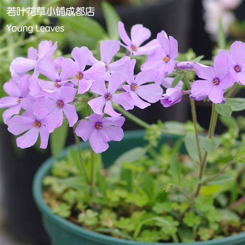 淡紫匐茎福禄考山野草Phlox Sherwood Purple宿根垂吊耐寒盆栽