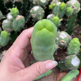 稀有JJ柱侧芽仙人柱程程柱邪恶鸡鸡柱多肉植物耐旱盆栽仙人球掌