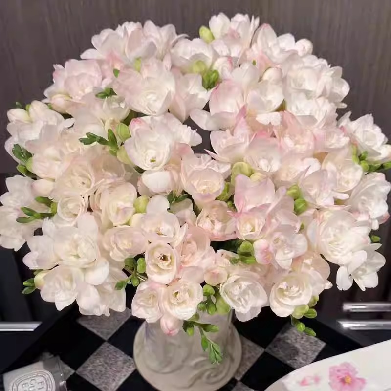 四季小苍兰香雪兰种球秋冬植物