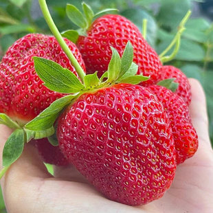 四季奶油草莓种籽子孑可食用阳台章姬红颜草莓盆栽室内外花种子