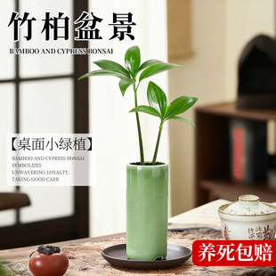 竹柏幸运草小盆栽办公室桌面工位绿植高级感创意摆件懒人四季好养