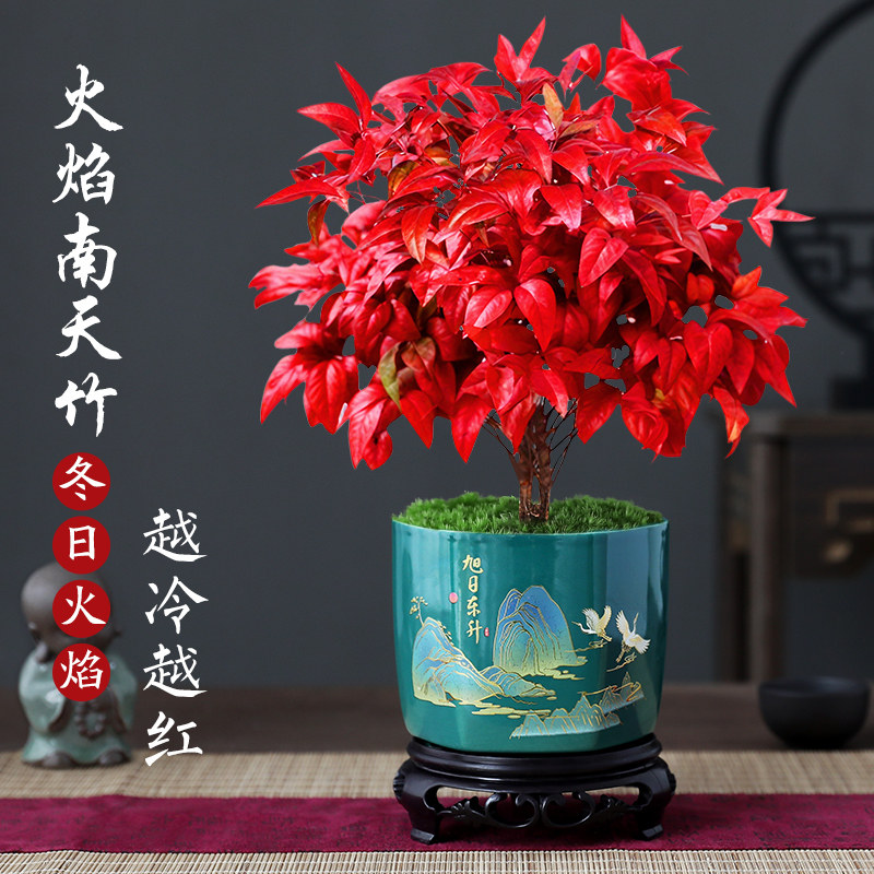 火焰南天竹盆栽红叶绿植中式禅意四季观叶桌面花卉好养耐寒植物
