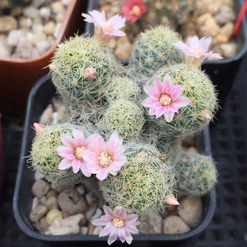 吉赛尔仙人球短刺仙人掌乳突属多肉植物粉花白花实生易开花 - 实物图