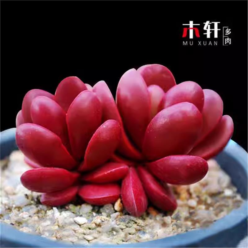 鸡血克拉夫群生多头多肉植物易爆盆肉肉创意小盆栽绿植花卉新手