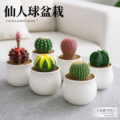 稀有品种多肉小盆栽桌面绿植物