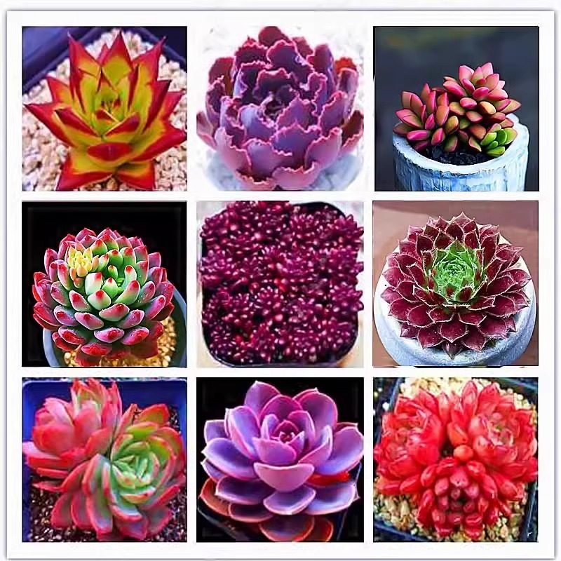 多肉组合桃蛋新款蓝精灵稀有品种贵货组合盆栽肉肉植物微景观新手,鲜花速递/花卉仿真/绿植园艺,多肉植物,淘宝优惠券,粉丝福利购,淘宝优惠卷