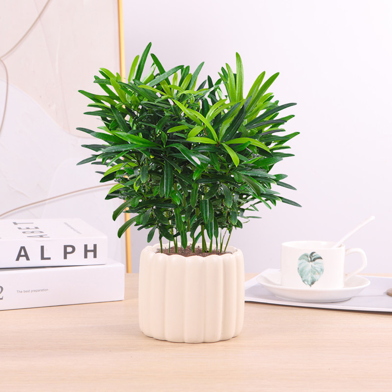 罗汉松小盆栽米叶造型水培绿植物花卉净化空气室内好养办公室桌面