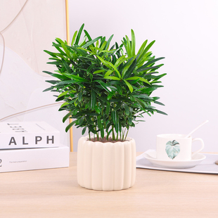 罗汉松小盆栽米叶造型水培绿植物花卉净化空气室内好养办公室桌面