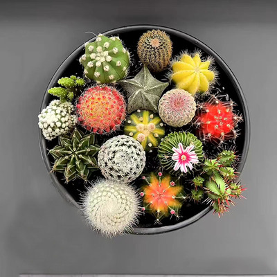 仙人球多肉植物组合小盆栽