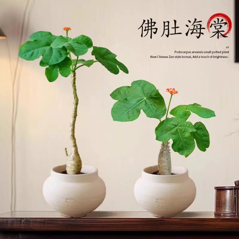 佛肚海棠老桩盆栽老桩室内花卉绿植耐热耐旱观叶植物室内桌面阳台