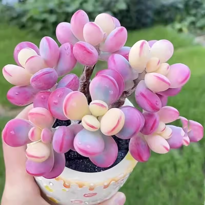 乒乓福娘群生多头肉植物组