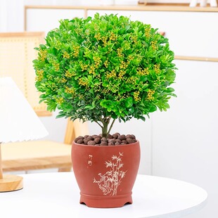 米兰花盆栽花卉植物室内阳台开花浓香好养活独杆老桩盆景驱蚊绿植