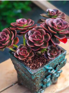 巧克力多肉植物巧克力方块肉肉黑色状态群生新手好养去甲醛植物