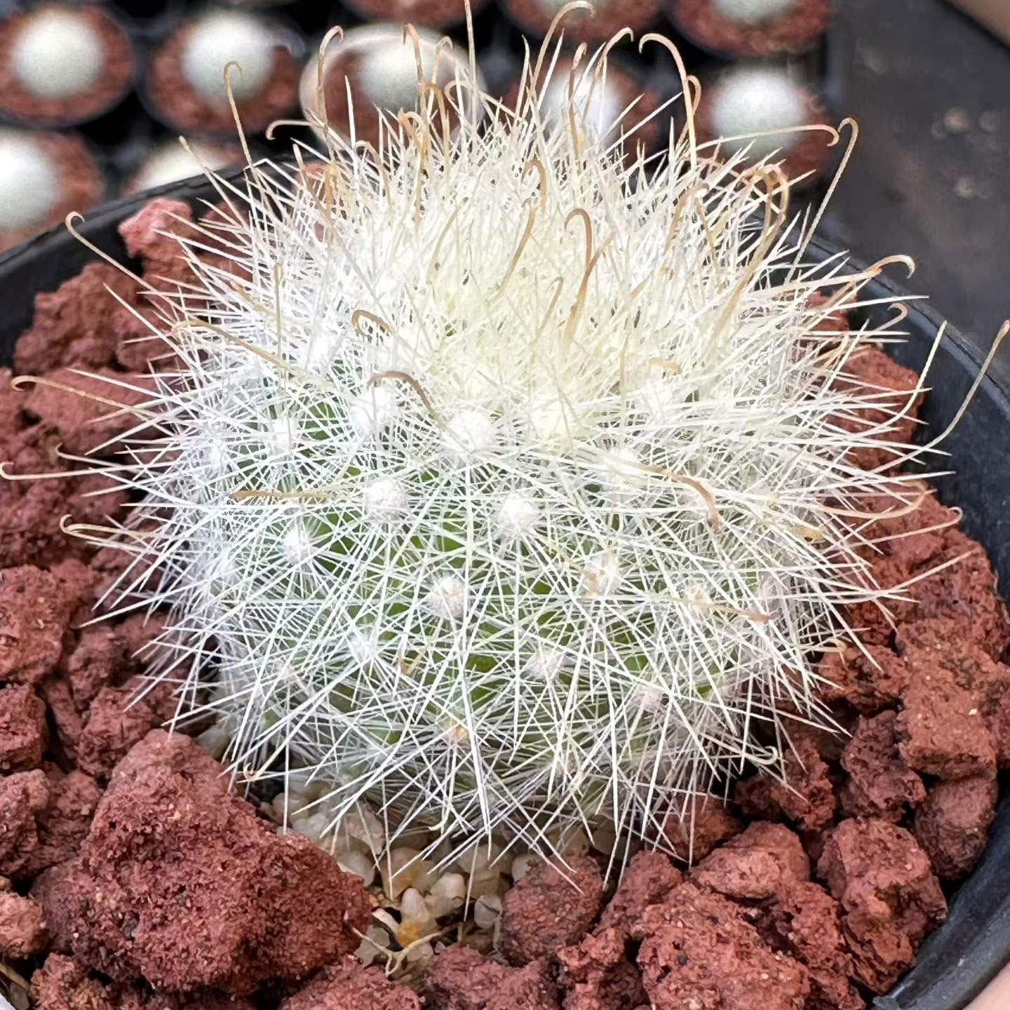 月宫殿仙人球实生开花仙人掌科乳突球属稀有品种多肉植物组合盆栽