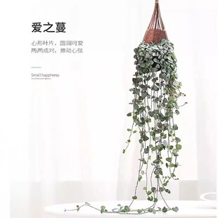 多肉植物情人泪吊兰爱之蔓长藤垂吊盆栽室内易养活绿植四季好养