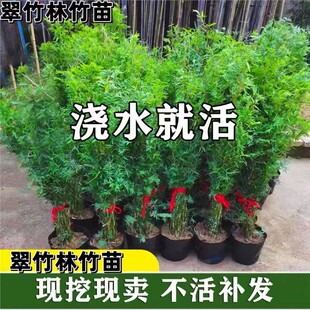 米竹盆栽丛生凤尾竹观音竹庭院植物阳台水培绿植好养盆景青竹子苗