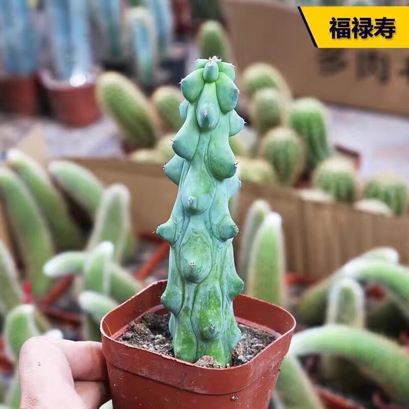 福禄寿仙人柱 稀有趣味奇特仙人掌多肉植物 办公室仙人掌小盆栽