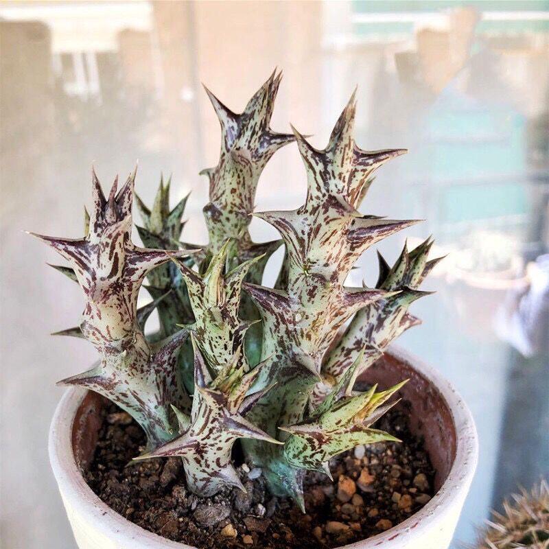 萝藦紫龙角多肉植物趣味开花奇特大戟科阳台办公室桌面小盆栽
