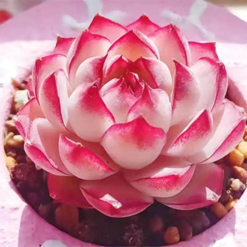 高颜值玫瑰花女王油麦秆【爆款】多肉新手好养活室内阳台桌面盆栽,鲜花速递/花卉仿真/绿植园艺,多肉植物,淘宝优惠券,粉丝福利购,淘宝优惠卷