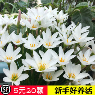 风雨兰种球胖丽丽盆栽种子白色葱兰耐寒花卉拉风重瓣阳台观花植物