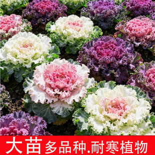 羽衣甘蓝大苗老桩盆栽可食用苗新鲜蔬菜种孑观赏羽叶皱叶甘兰蓝粉