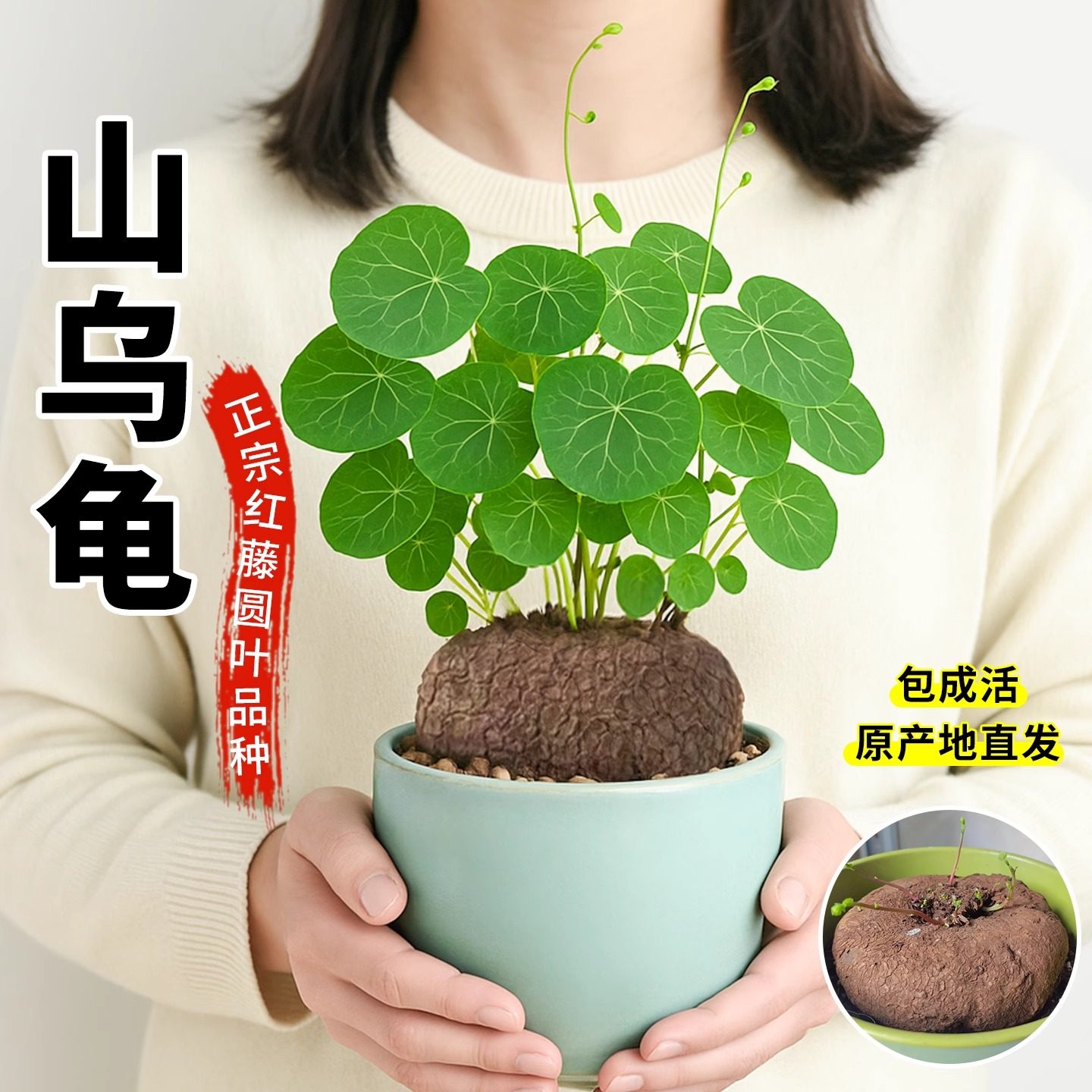 山乌龟爬藤植物盆栽四季水培花卉金不换圆叶红藤山乌龟特大号种球,鲜花速递/花卉仿真/绿植园艺,绿植,淘宝优惠券,粉丝福利购,淘宝优惠卷