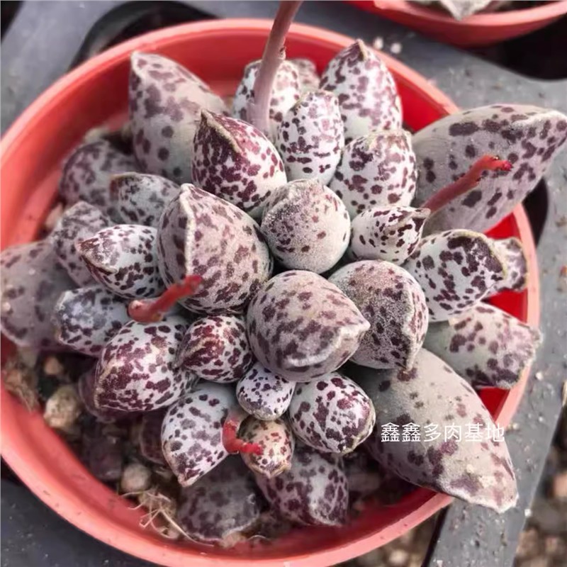 海豹多肉植物水泡系超萌梅花鹿奇趣多肉花卉盆栽绿植室内阳台植物