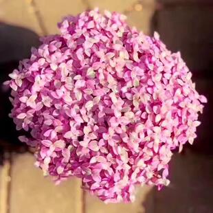 胭脂云多肉植物盆栽新手好养肉肉植物室内创意花卉小盆栽绿植