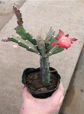 令箭荷花盆栽嫁接苗仙人掌带根嫁接令箭荷花1-2层当年开花