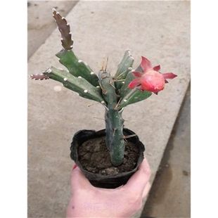令箭荷花盆栽嫁接苗仙人掌带根嫁接令箭荷花1-2层当年开花