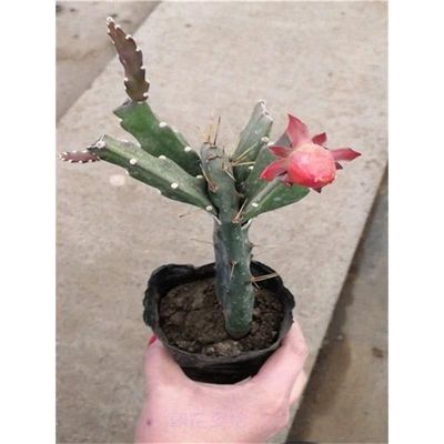 令箭荷花盆栽嫁接苗带苞发