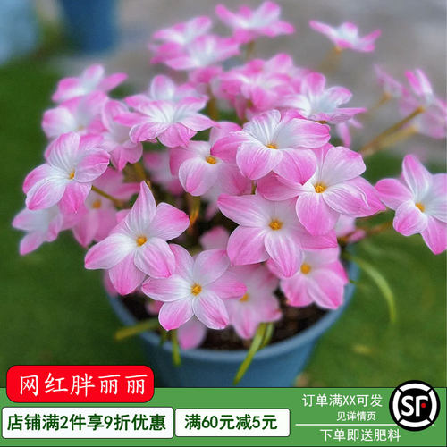 风雨兰种球盆栽重瓣花苗带花苞胖丽丽四季花开韭菜莲室内阳台花卉