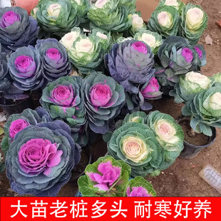 羽衣甘蓝花苗盆栽新鲜蔬菜苗观叶耐寒彩叶粉心多头老桩植物庭院花