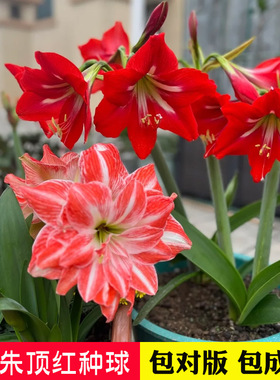 国产朱顶红大种球盆栽对子莲土朱顶室内四季易成活种植耐寒花卉