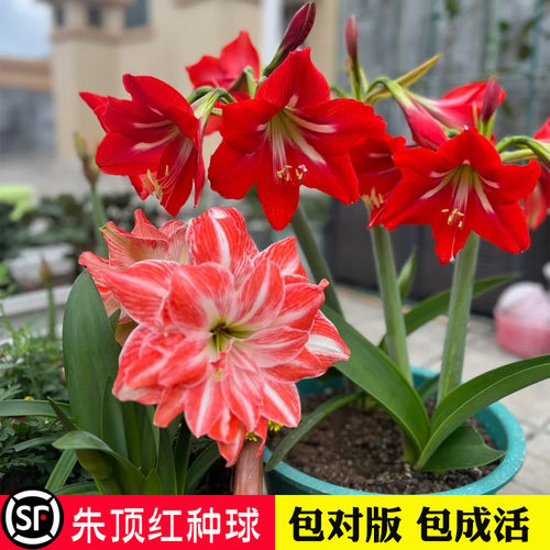 国产朱顶红荷兰进口种球四季