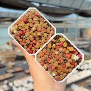 水蜜桃蟠桃毛汗尼肉锥毛汉尼生石花多肉植物带盆带土红毛汉尼