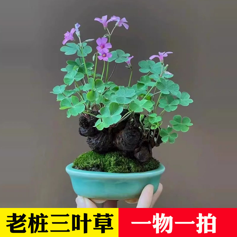 红花酢浆草种球紫叶草多年生花苗三叶草种子庭院盆栽地栽四季花卉