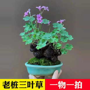 红花酢浆草种球紫叶草多年生花苗三叶草种子庭院盆栽地栽四季花卉