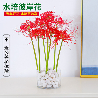 水培植物彼岸花种球盆栽曼珠沙华种子种球类花卉红花石蒜曼陀罗