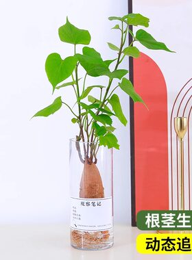 水培植物儿童观察植物