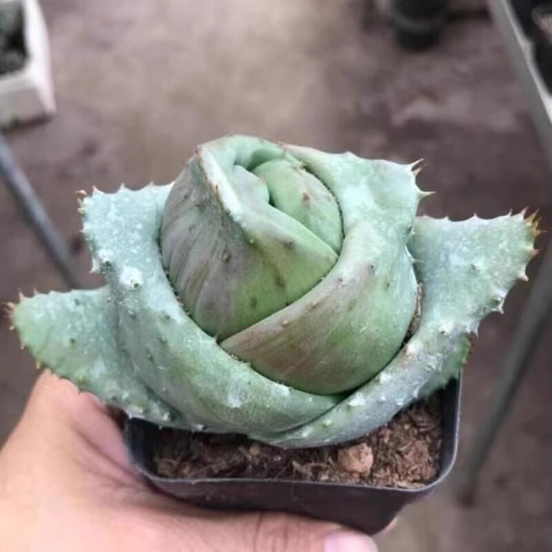 鬼切芦荟多肉植物金元宝稀有品种吉祥之物室内阳台小盆栽