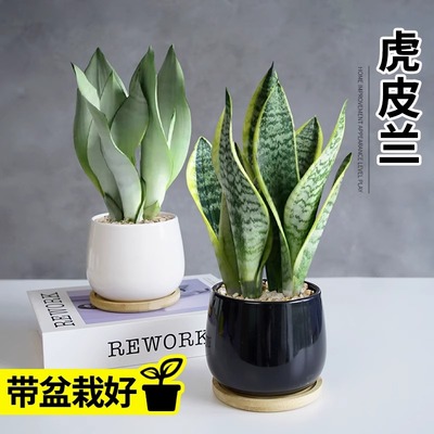 金边虎皮兰白玉绿植物稀有哈尼黄金客厅室内净化空气桌面小盆栽好