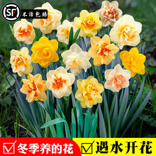 洋水仙种球进口利普利特纸白荷兰船长重瓣耐寒地栽盆栽水养球根