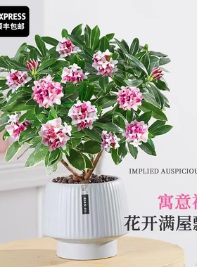 金边瑞香盆栽浓香型带花苞植物室内花卉老桩适合秋冬养耐寒年宵花