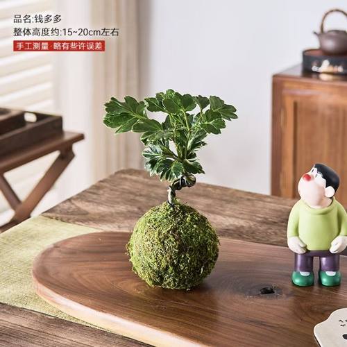 福禄桐钱多多办公室趣味盆栽绿植