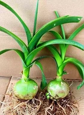 绿色花卉盆栽种球海葱虎眼万年青玻璃球花卉欣赏室内盆栽可食用