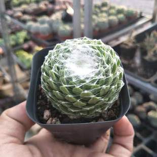 蛛丝卷娟长生草多肉植物多肉肉肉植物易爆盆群生花卉绿植盆栽