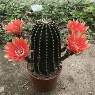 黑金刚仙人球开大花室内多肉植物盆栽办公室桌面耐旱绿植花卉