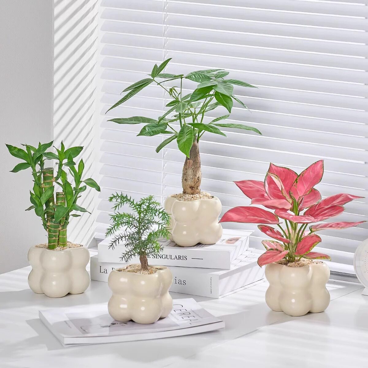 蓝花楹办公桌面小盆栽发财树